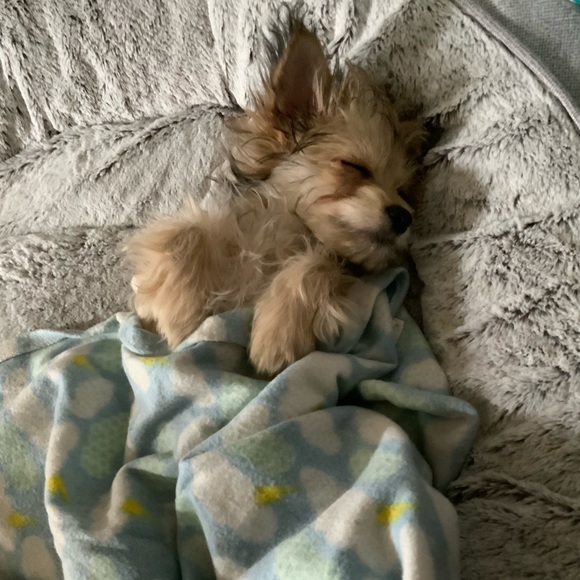 Meet your Posher, Ellie - Picture 5 of 5